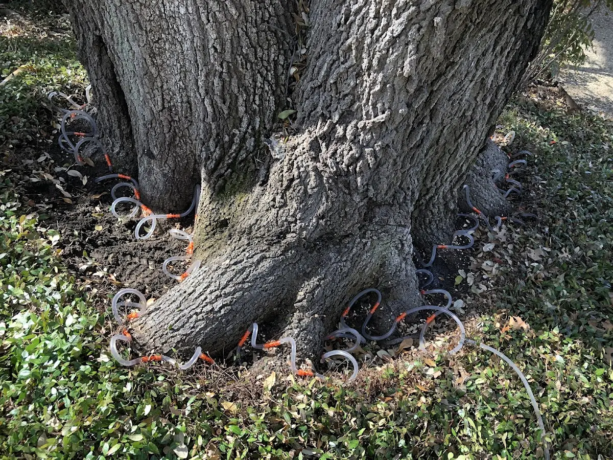 Detailed Tree Cabling and Bracing job site in Fordyce